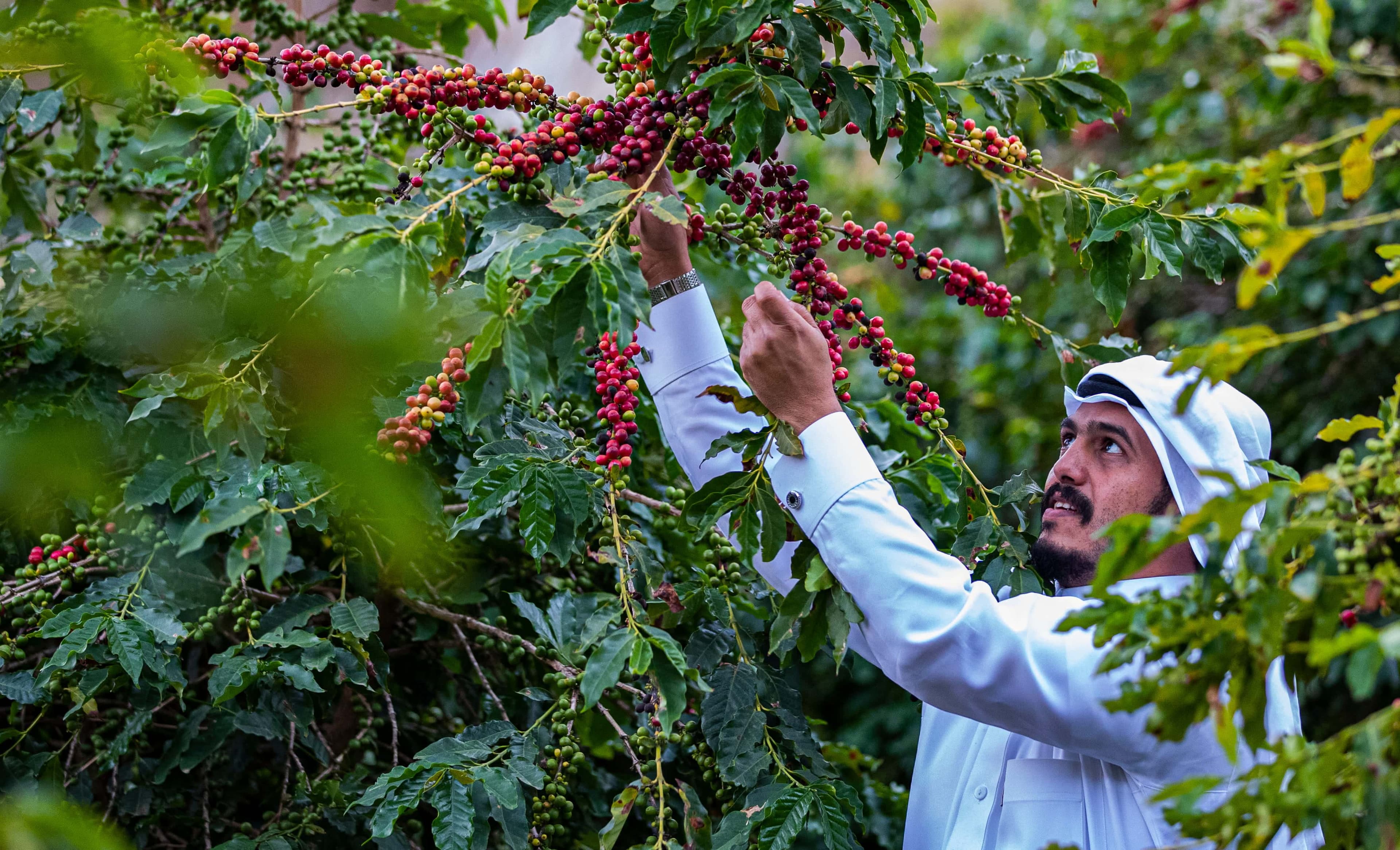 تجربة زيارة مزارع البن العسيري في رجال ألمع