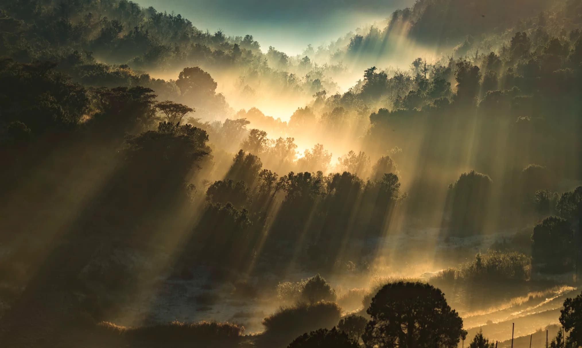 تنوع طبيعي - image 7